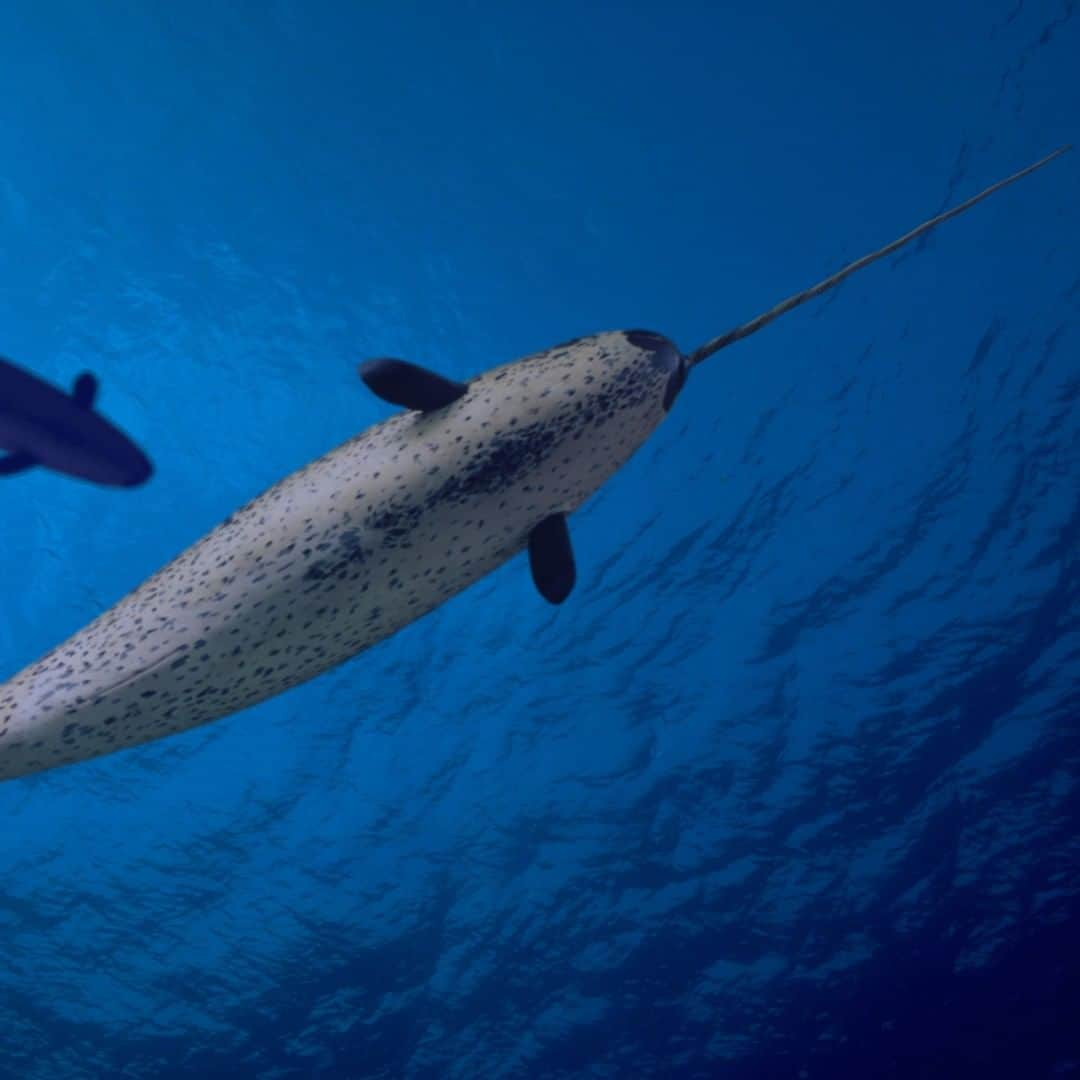 アニマルプラネットさんのインスタグラム写真 - (アニマルプラネットInstagram)「Narwhals are quite literally unicorns of the sea. This tusk is actually an enlarged tooth with sensory capabilities!! There are up to 10 MILLION nerve endings inside. . . . . . . . #animalplanetupclose #animalsofinstagram #animalplanet #animaloftheday #wild #wildlife #outdoors #animals #wildanimals #conservation #nature #animallovers #instanature #wildgeography #narwhal」8月10日 1時00分 - animalplanet