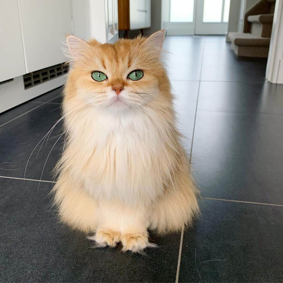 Smoothieさんのインスタグラム写真 - (SmoothieInstagram)「“What kind of cat is Smoothie?” is the nr 1  question we receive daily. I’ve made a short video with info about her breed, color, characteristics etc all together. Link in bio! 😊」8月10日 1時22分 - smoothiethecat