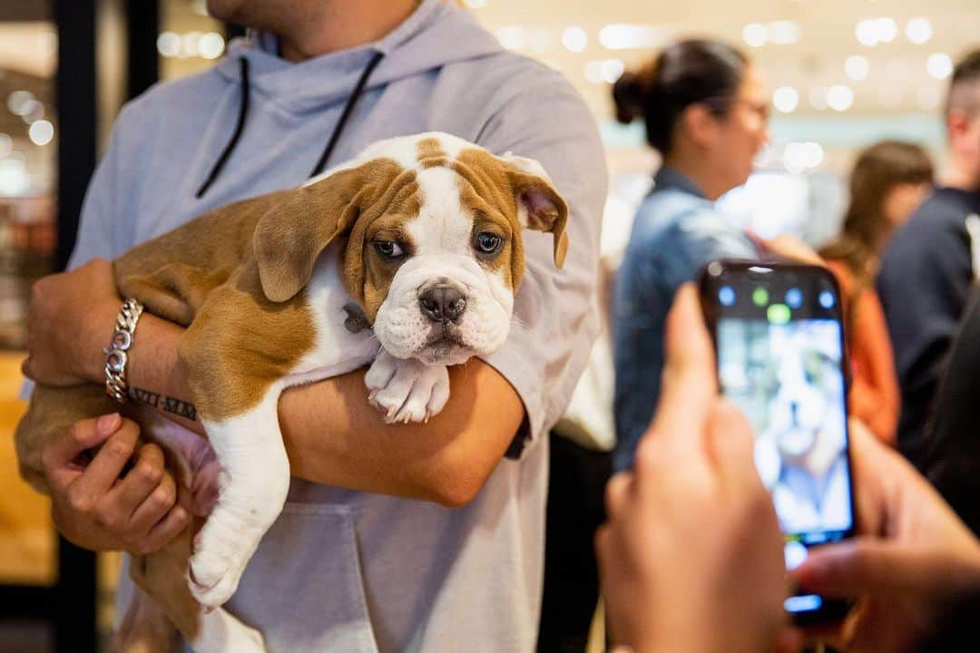 Nordstromさんのインスタグラム写真 - (NordstromInstagram)「Say hello to our most adorable Pop-In@Nordstrom yet! A one-stop-shop to best spoil your furry friends, Pet Shop from #NordstromPop offers toys, treats, clothes and accessories (plus personalization!) for the #1 pet in your life. Stop by #nordstromseattle or head to the link in our bio to shop the product now.」8月10日 10時57分 - nordstrom