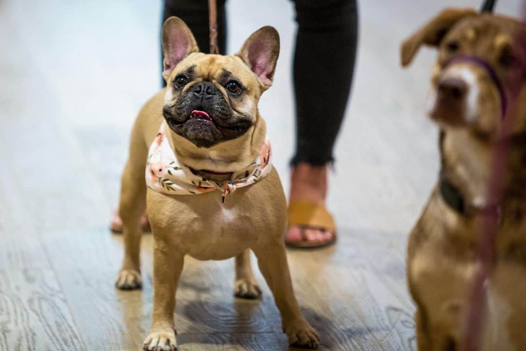 Nordstromさんのインスタグラム写真 - (NordstromInstagram)「Say hello to our most adorable Pop-In@Nordstrom yet! A one-stop-shop to best spoil your furry friends, Pet Shop from #NordstromPop offers toys, treats, clothes and accessories (plus personalization!) for the #1 pet in your life. Stop by #nordstromseattle or head to the link in our bio to shop the product now.」8月10日 10時57分 - nordstrom