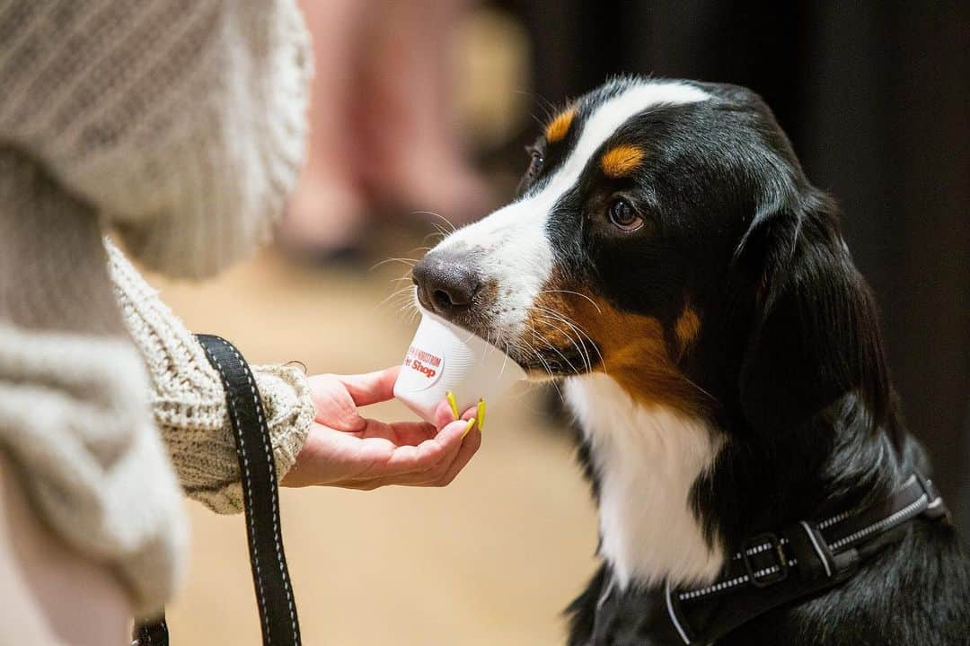 Nordstromさんのインスタグラム写真 - (NordstromInstagram)「Say hello to our most adorable Pop-In@Nordstrom yet! A one-stop-shop to best spoil your furry friends, Pet Shop from #NordstromPop offers toys, treats, clothes and accessories (plus personalization!) for the #1 pet in your life. Stop by #nordstromseattle or head to the link in our bio to shop the product now.」8月10日 10時57分 - nordstrom