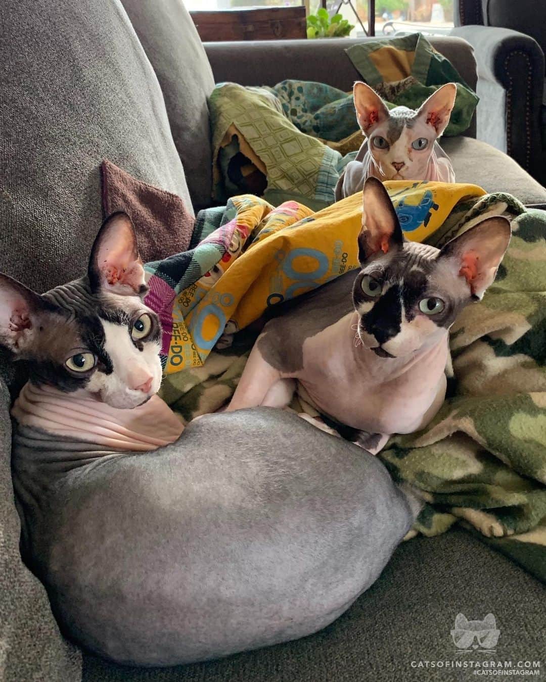 Cats of Instagramさんのインスタグラム写真 - (Cats of InstagramInstagram)「From @sphynxofmyheart: “The snuggle is real. ❤️” #catsofinstagram #twitterweek」8月10日 11時02分 - cats_of_instagram
