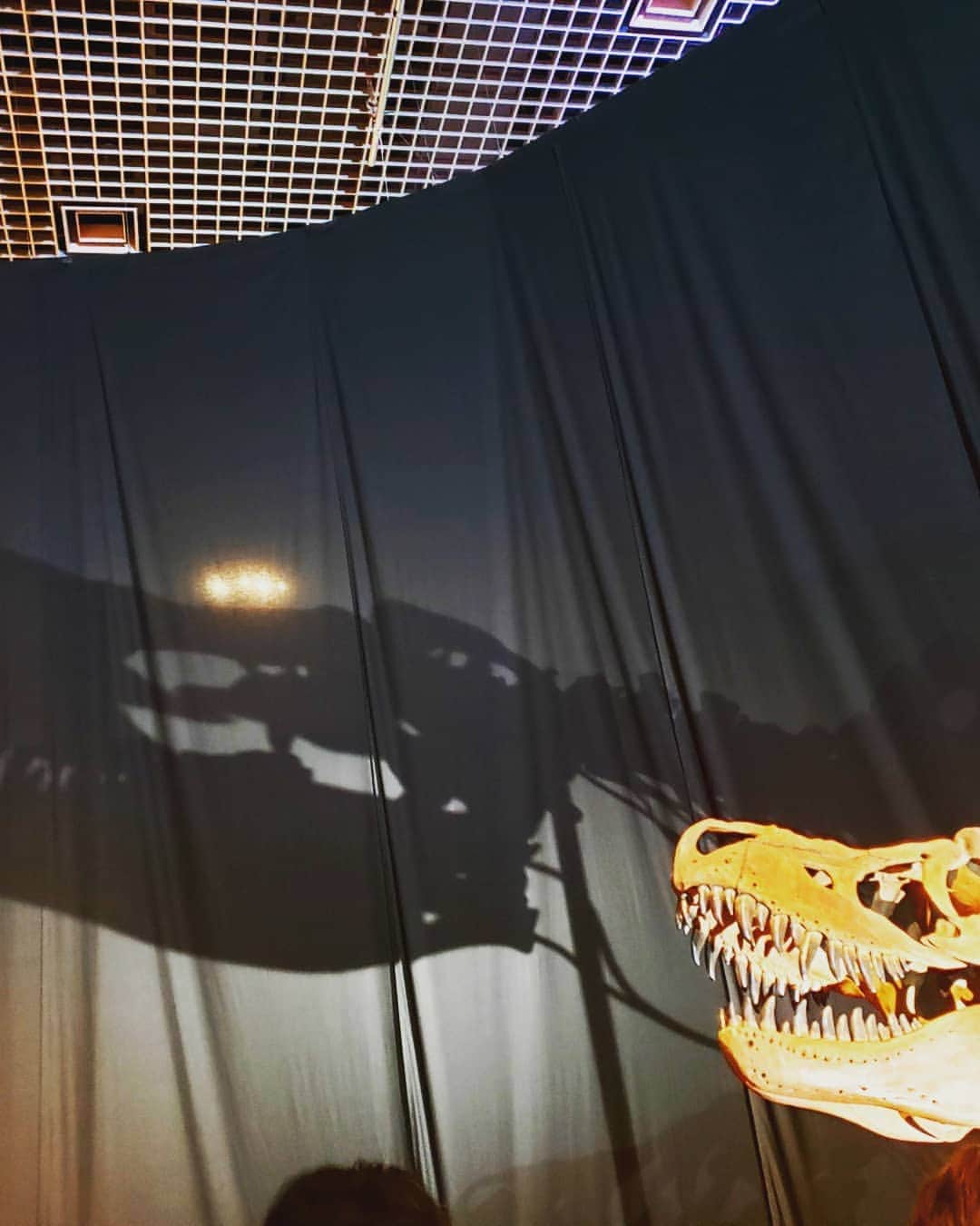 藤純さんのインスタグラム写真 - (藤純Instagram)「大恐竜博2019！！ 今年も行ってきたよーーー🦕🦖 開館から、閉館時間まで。大好きなTheater360は3回も見たよ。ふふふ  今回の展示の目玉、デイノケイルスは2.4メートルもの凶悪な腕を持ってるのに再現CGがピンクの羽毛のもふもふでちょっとかわいい。 モササウルスの歯は、小さい個体だったからか、思ったより小さかった。でも多分サメと同じで終生生え変わる歯を持ってたみたいで歯が抜けたあとの歯茎に、すでに生えかけの歯が露出してた。 かっこいいなー。  さすがに特別展はものすごい混雑だった！大盛況！常設展は行ったのが夕方だったので空いてた。常設展もかっこいいので、ぜひ見てほしいなー。何度行ってもバランス、密度、照明全部好き。  物販でもたくさんかわいいの買ってきたよ。BEAMSコラボのTシャツ欲しかったんだけど、メンズの大きいサイズしかもう残ってなくてかなしー。  #国立科学博物館 #恐竜博2019」8月10日 11時10分 - fujijunrox