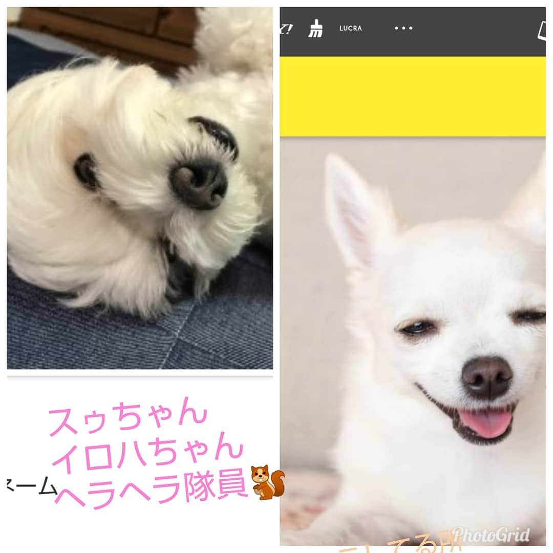 タンゲクンさんのインスタグラム写真 - (タンゲクンInstagram)「イロハちゃん にて隊ぱんぷきん組29号隊員 スゥちゃん にて隊ぱんぷきん組30号  ヘラヘラしてるところ #にて隊  #にて隊ばんぷきん組」8月10日 11時11分 - etsukomiuze