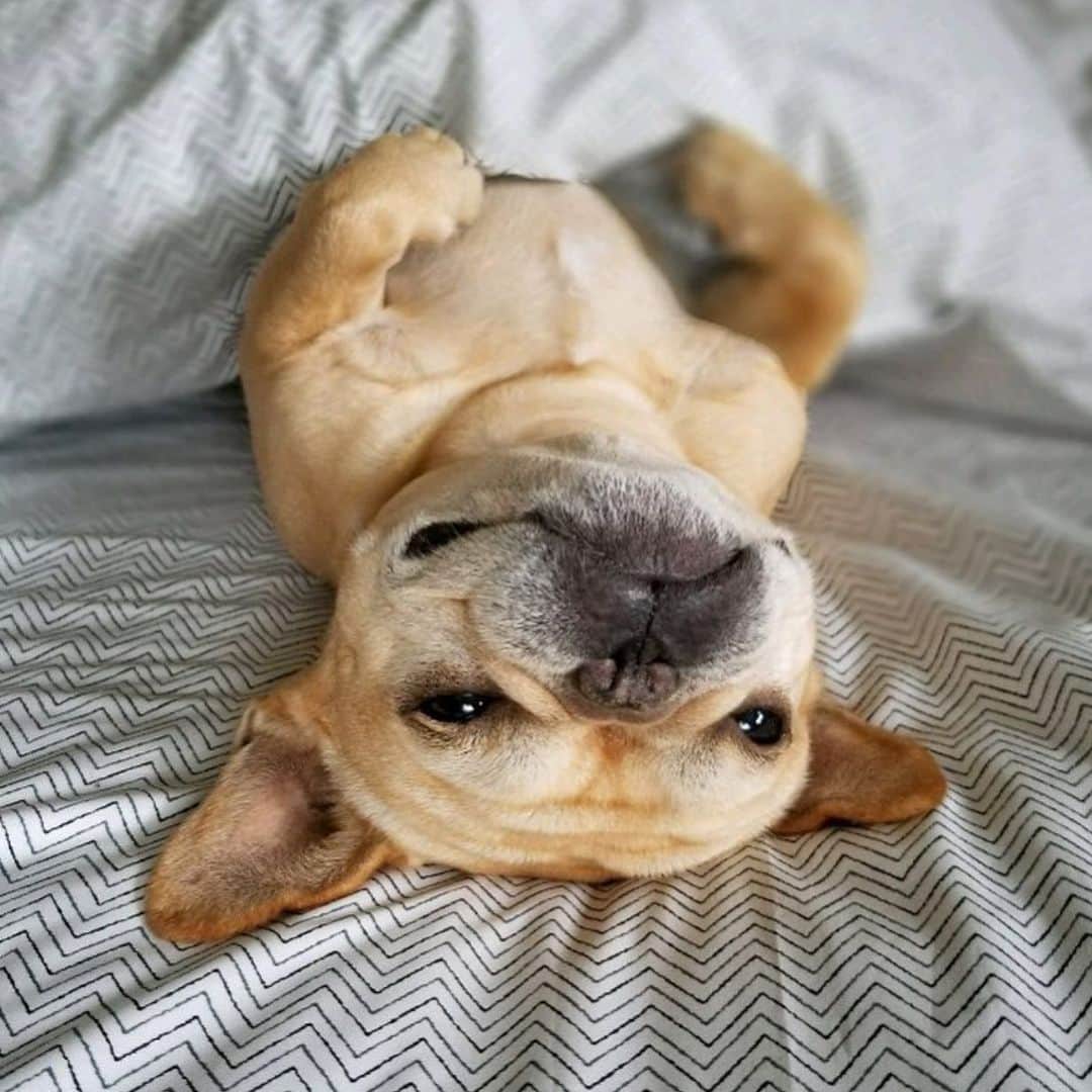 Hamlinのインスタグラム：「Trying my best to stay awake so Friday never ends. Even if it means putting off dreaming about dancing corn dogs on top of a stack of waffles. 😴 .......... #daydreaming #fbf」