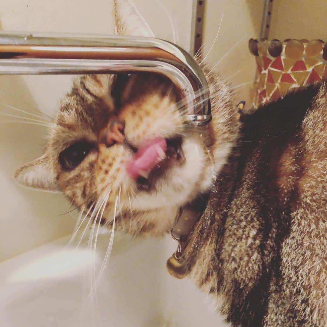 chai0219さんのインスタグラム写真 - (chai0219Instagram)「絶対飲めてない🤣  #americanshorthair #kitty #kitten #cat #cats #catstagram #neco #アメショ #アメショー #アメリカンショートヘア #ねこ #猫 #ネコ #にゃんこ #ニャンコ #ねこ部 #猫もふ #ねこのきもち  #ねこのいる生活 #ねこのいる暮らし #chaiの水飲み」8月10日 12時03分 - chai0219