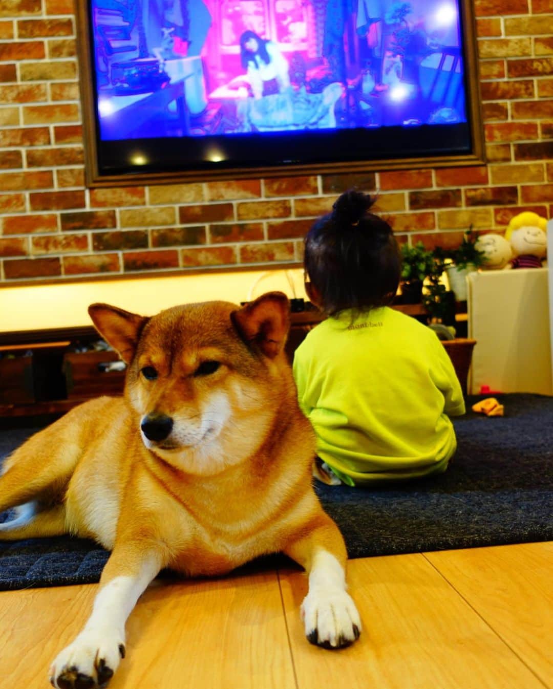 尾形貴弘さんのインスタグラム写真 - (尾形貴弘Instagram)「吉本坂46の今夜はええやんが 大好きなさくちゃん！！！ ノリノリでサンキューー！！ あいみょんはじっくり聞き入ってます！！！！ ミクも聞きいってます。  #柴犬大好き #柴犬マニア  #愛犬  #赤柴 #しばけん  #しばちゃん  #しばいぬ大好き  #shibainu  #shiba_snap  #犬ばか部  #いぬばか部 #ミク #三九 #39 #パンサー尾形 #赤ちゃん #赤ちゃんのいる暮らし #赤ちゃんと犬 #1歳5ヵ月 #サンキュー #ママリ #ベビフル #吉本坂46  #吉本坂 #今夜はええやん」8月10日 12時11分 - miku3_miku_9