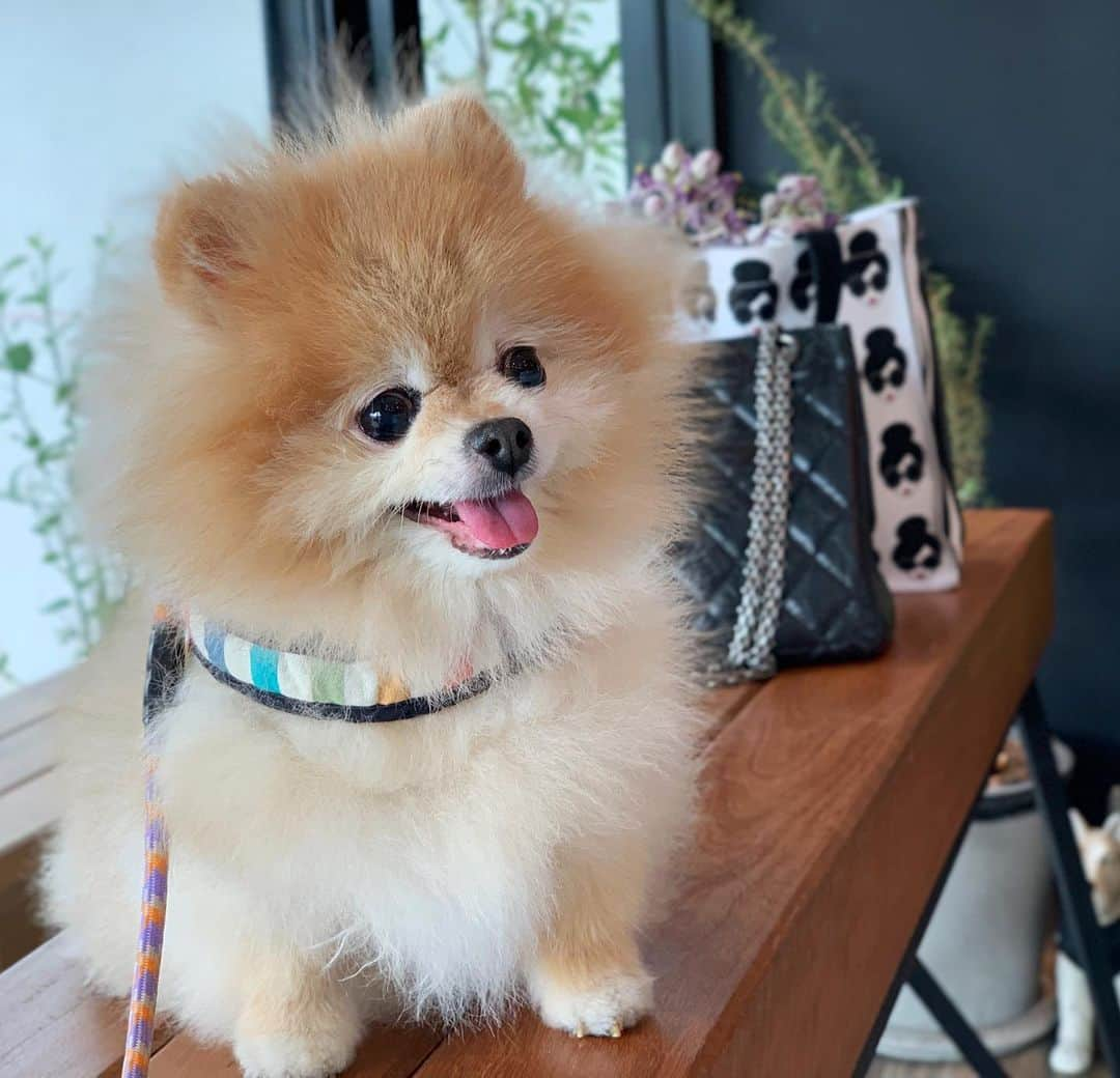 Ella Chuffyさんのインスタグラム写真 - (Ella ChuffyInstagram)「Happy weekend, Happy me!! #ellachuffy #pet #petstagram #pomeranianpage #pomeraniansofinstagram #teacuppoms #cutedogs #pomeranian_lovers #pomeranianlife #pomeranianworld #teddybeardog #pomeranian #puppylove #aplacetolovedogs #dogoftheday #justpomeranians #fluffypack #dogoftheday #anmlsposts #thedailypompom #picoftheday #iflmdog #犬 #狗 #everydaydoglover  #pomeranianww #justpomeranians #bridgetdoodlesdogs #pomeranian_moments」8月10日 12時18分 - missdiad