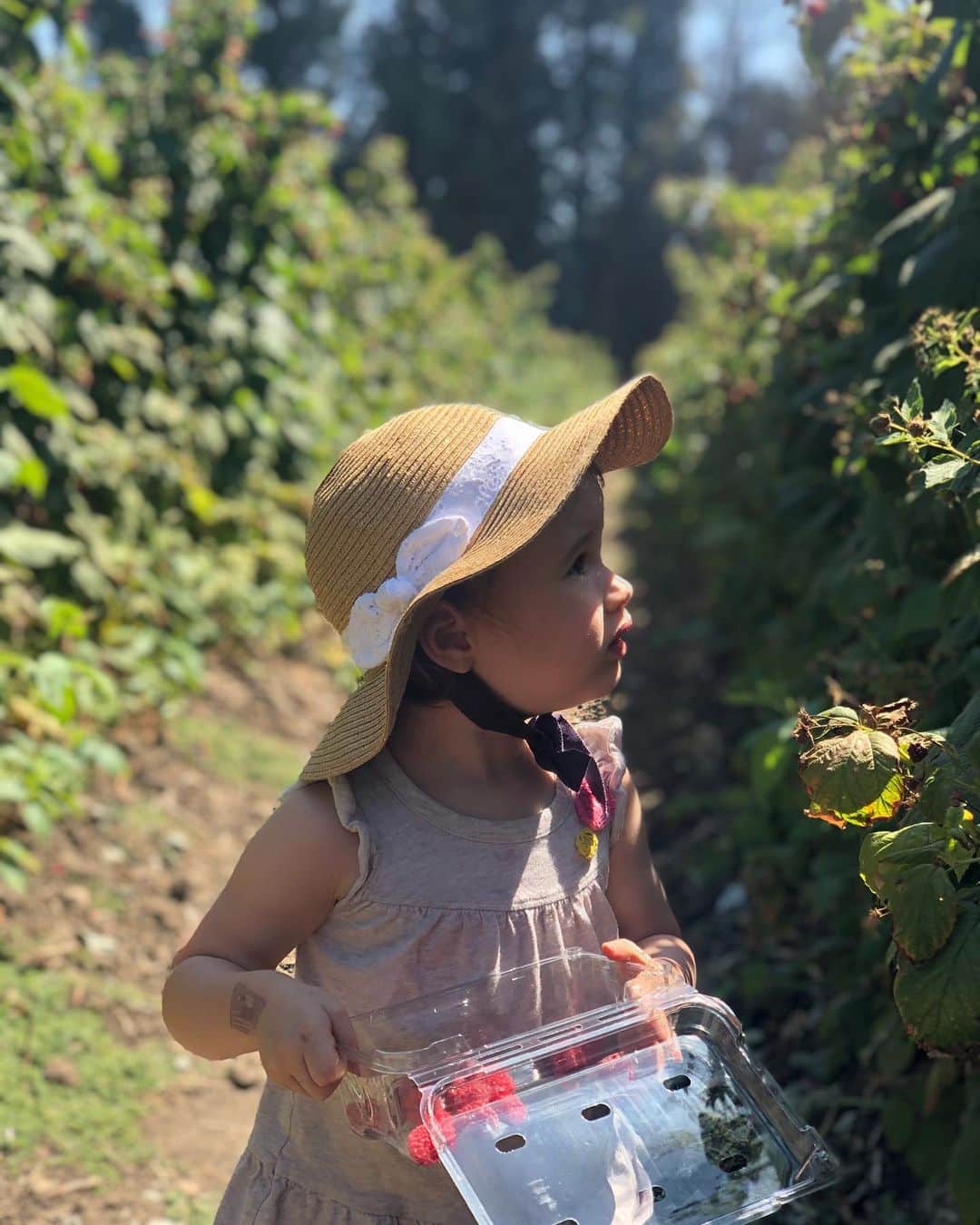 アロナ・タルさんのインスタグラム写真 - (アロナ・タルInstagram)「My little farmer. #farm #berries」8月10日 3時27分 - alonatal