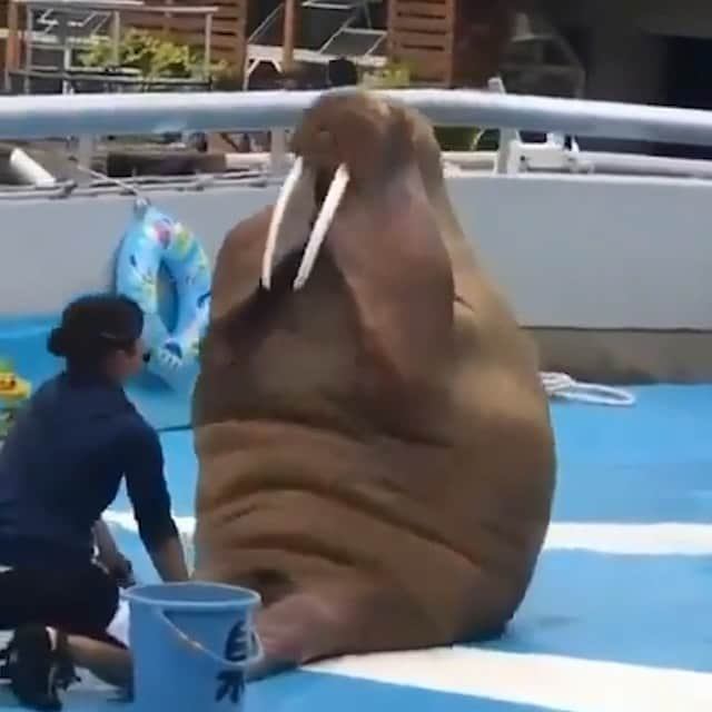 のインスタグラム：「Repost from @savethereef You might be tempted to laugh at this video of a walrus doing sit-ups for a crowd of tourists until you consider the harsh training required to make this keystone species in Arctic marine ecosystems do the sit-ups as trainers withhold their food until the trick is performed for the paying public. What’s even sadder is that the Pacific walrus population is estimated to have dropped 60% in the last few decades and research shows they are very sociable, interacting with each other more than any other type of animal! So, now look at this video in a different light as this borderline endangered species is forced to perform simply in order to eat, all alone and cutoff from other walruses, which is completely the opposite of how this beautiful creature would normally live out in the wild. Please share this video and help us spread awareness to educate more tourists so they don’t support shows like this anymore! #savethewalrus #emptythetanks #karmagawa #savethereef」