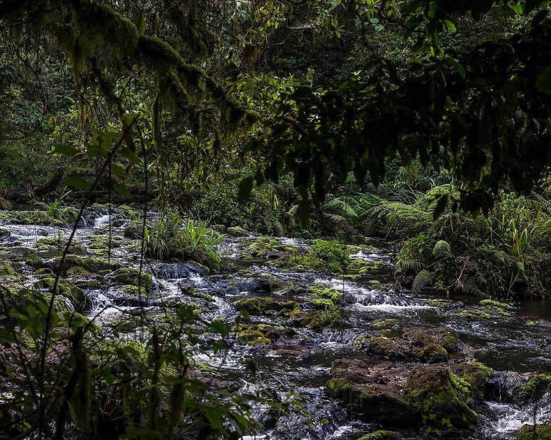 ナショナルジオグラフィックさんのインスタグラム写真 - (ナショナルジオグラフィックInstagram)「Photo by Pete Muller @pete_k_muller | It was to waters that I returned, nearly three decades later, in search of solace and connection. Between assignments, I began to drive out from the chaos of the capital of Nairobi, where I live, to the undulating hills that surround central Kenya’s Ragati and Mathioya Rivers. The slow-flowing Ragati drifts through protected indigenous forest, where a network of paths, used by humans, leopards, elephants, and buffalo, cut through lush vegetation. The Mathioya is a clear, impressive river that rushes through the heartland of Kenyan tea production, between the slopes of the Aberdares Mountains and the glacial peaks of Mount Kenya. Both rivers are home to populations of furtive brown and rainbow trout maintained through the stocking programs of the few nearby fishing clubs and lodges. In the coming days I’m sharing photos and excerpts of a written essay that appears in the current issue of @natgeo magazine. I travel a lot and people often ask about my favorite place. Without equivocation, it is the lush highlands of central Kenya. There is no place closer to my heart. #kenya #flyfishing #fishing #africa」8月10日 3時41分 - natgeo