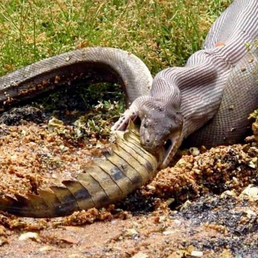 グレグ・ノーマンさんのインスタグラム写真 - (グレグ・ノーマンInstagram)「Friday feast. Our pythons in #Australia snack on crocs.」8月10日 3時57分 - shark_gregnorman