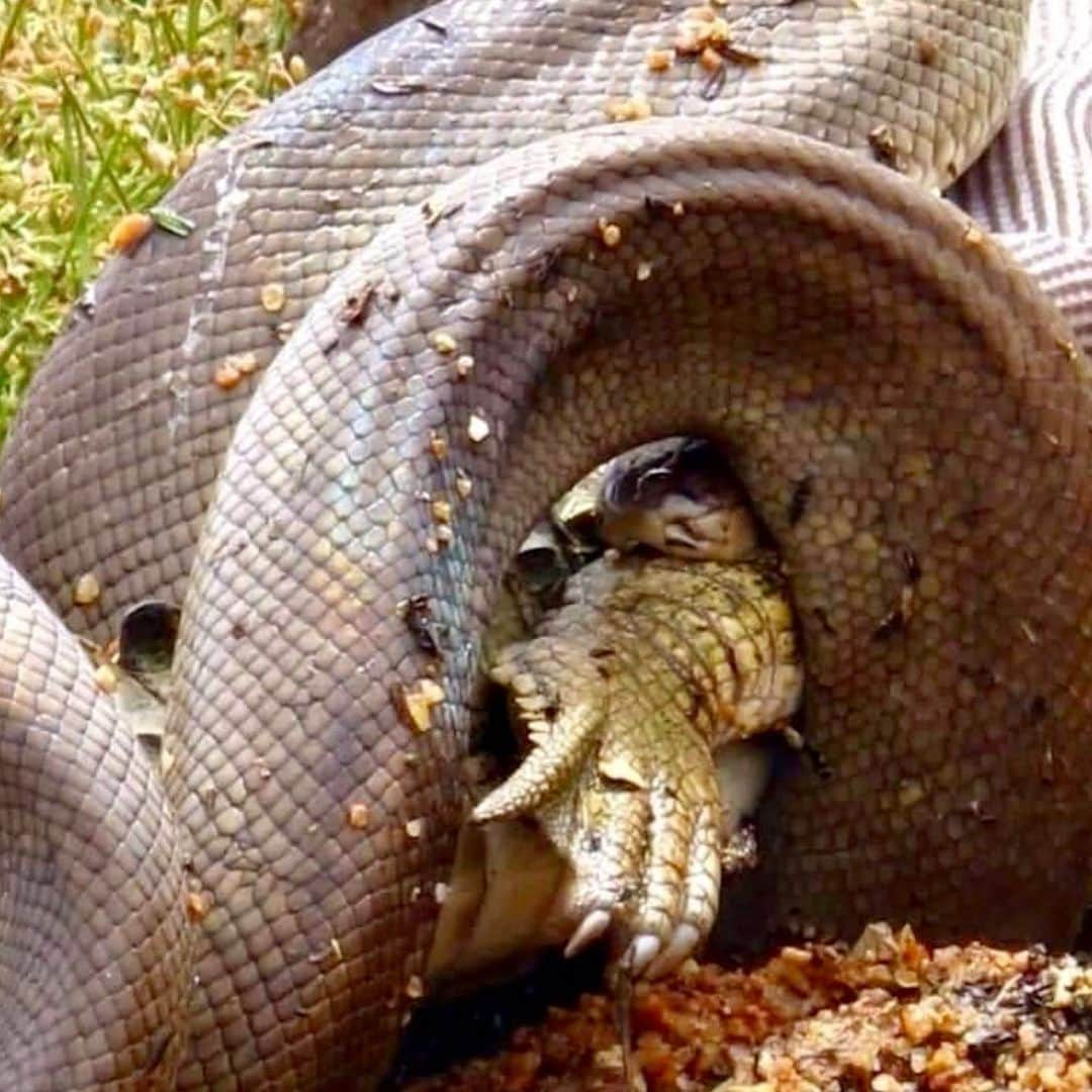 グレグ・ノーマンさんのインスタグラム写真 - (グレグ・ノーマンInstagram)「Friday feast. Our pythons in #Australia snack on crocs.」8月10日 3時57分 - shark_gregnorman