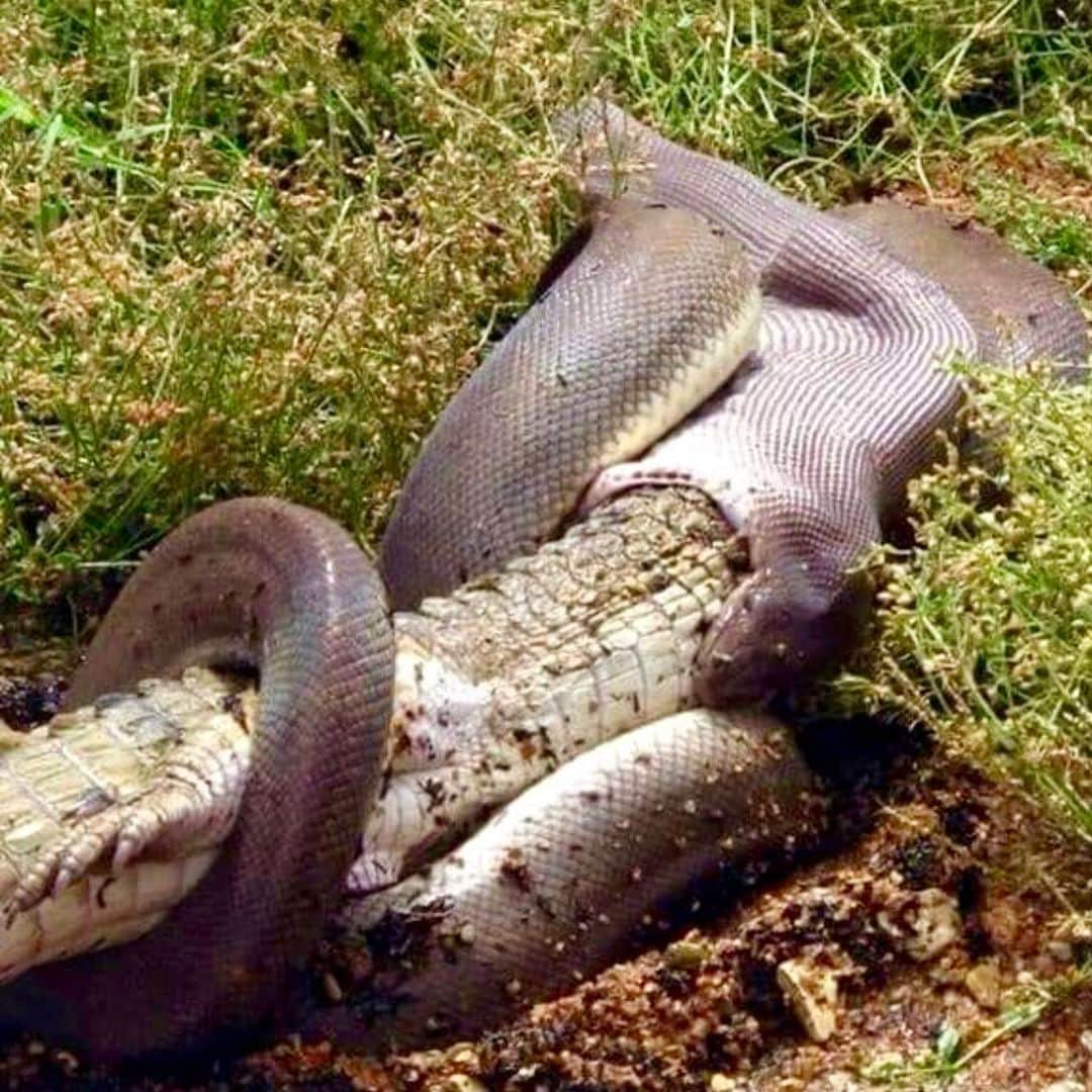 グレグ・ノーマンさんのインスタグラム写真 - (グレグ・ノーマンInstagram)「Friday feast. Our pythons in #Australia snack on crocs.」8月10日 3時57分 - shark_gregnorman