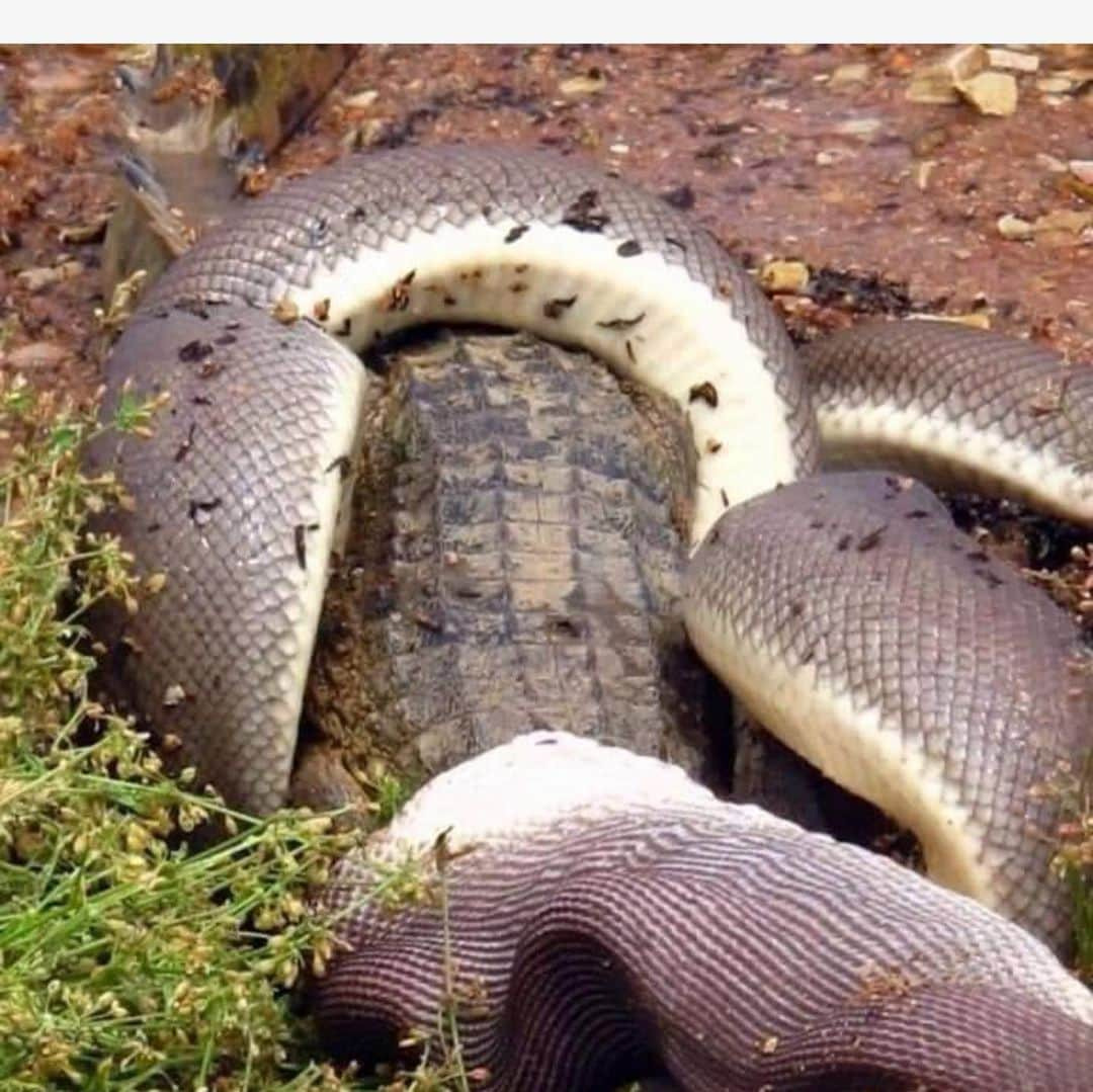 グレグ・ノーマンさんのインスタグラム写真 - (グレグ・ノーマンInstagram)「Friday feast. Our pythons in #Australia snack on crocs.」8月10日 3時57分 - shark_gregnorman