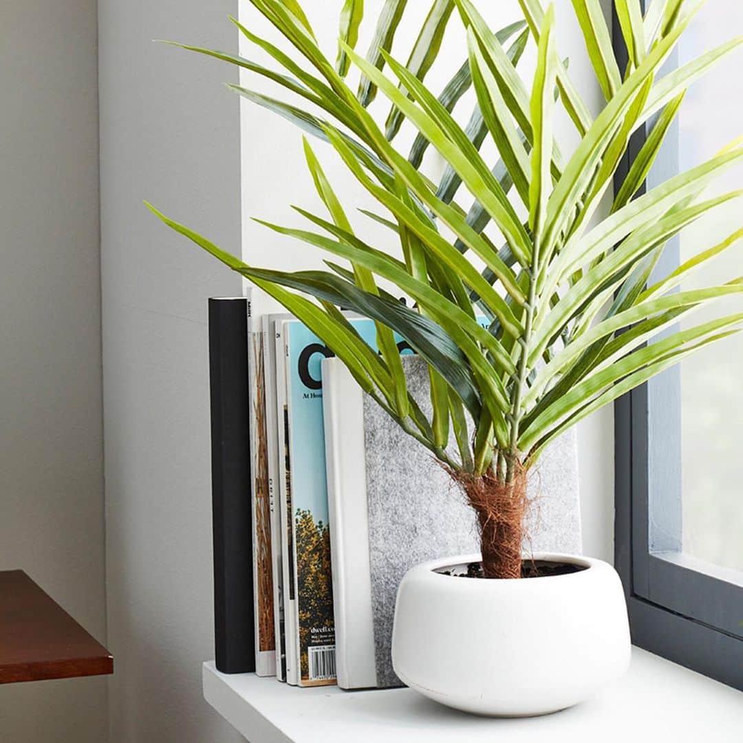 Target Styleのインスタグラム：「Lush & tropical. 🌴 #Opalhouse」
