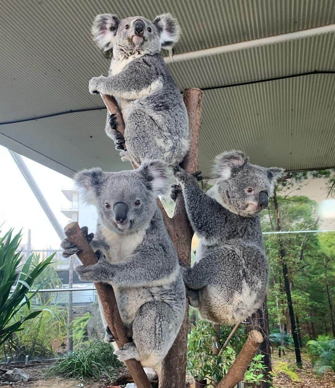 Australiaさんのインスタグラム写真 - (AustraliaInstagram)「Okay, ladies, now let’s get in formation. 👯 Keeper @reneehowell18 saw this #koala squad ready for their music video shoot at @wildlifesydneyzoo, must be a fierce tune! You can visit this girl band at @sydney’s @darlingharbour, and learn more about these fluffy critters at the daily ‘koala talk’. Our tip: Start your day with the ‘breakfast with koalas’ experience, where you get to enjoy breakfast next to the koala enclosure, go on a guided highlights tour, and go home with a koala photo.  #seeaustralia #newsouthwales #ilovesydney #wildlifephotography #travel #weeklyfluff」8月10日 4時00分 - australia