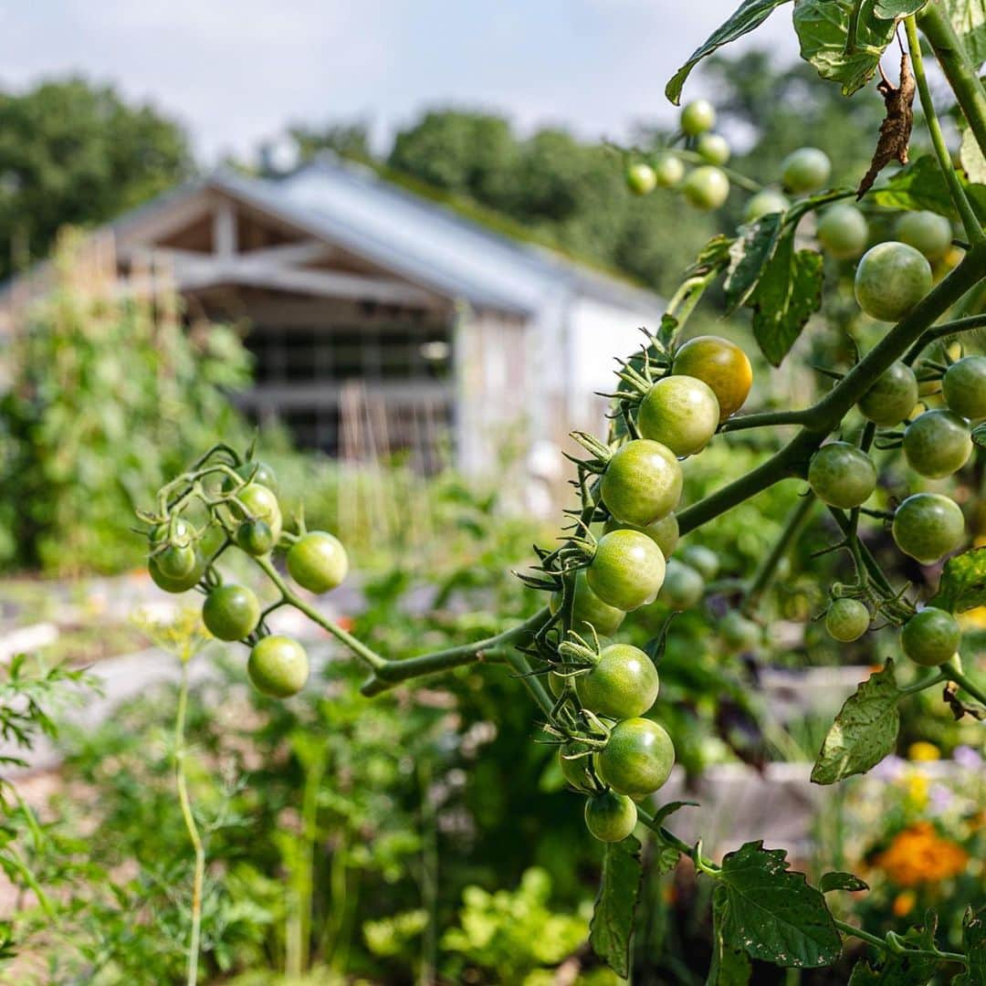 ニューヨーク植物園さんのインスタグラム写真 - (ニューヨーク植物園Instagram)「This week, kids in our Edible Academy summer camps hosted their annual "Farmers Market," where they made signs and set prices for the abundant produce they've been growing and harvesting in their own vegetable beds. It was a delicious afternoon of buying and selling (beans make surprisingly good currency), and another wonderful celebration of the season as we get ready for Totally Tomatoes Weekend!」8月10日 4時31分 - nybg