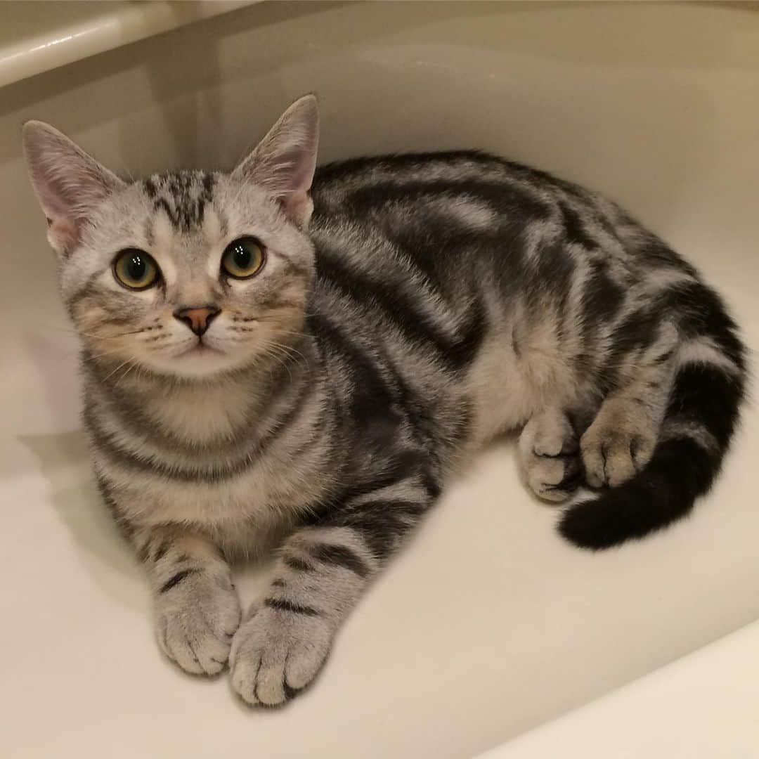 Alain アランさんのインスタグラム写真 - (Alain アランInstagram)「Good morning! Bonjour! Happy Caturday! Boy Alain in sink. I was 4 months old. My mom ordered original cushion with this picture. * おはようございます。 土曜日は蔵出しアラン！ アランの子猫時代の写真をお見せしています。 ベビーアラン、というより、少年アラン、生後4ヶ月。洗面台のシンクでくつろぎ中。 「ママはこの写真でクッションを作ったよ。会社に置いてあるんだって」。 * #babyalain#boyalain #catstagram #cat_features  #topcatphoto #cutepetclub #catsofinstagram #ig_catclub #cats_of_world #meowsandwoofs #meowvswoof#nc_cuties #excellent_cats #catstocker  #bestmeow #magnificenteowdels#bestcats_oftheworld#INSTACAT_MEOWS #peco #スタペグラム#ペピ友#animalsco#mofmo#igersjp#みんねこ#ふわもこ部#ペコねこ部 #アメショー」8月10日 5時24分 - alain_cat