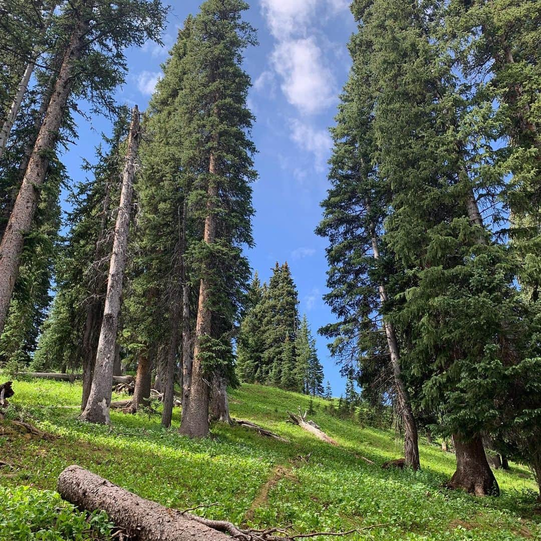 エミリー・スワローさんのインスタグラム写真 - (エミリー・スワローInstagram)「I’m on a #rockymountainhigh!  #engineermountain treated us to spectacular wildflowers, glute-killing ascents and a just-in-the-nick-of-time escape from a thunderstorm.  Nature, you’re cool.  #godsglory #rockymountains #engineermountaintrail #cantstopwontstop #naturegirl #wildflowers」8月10日 5時58分 - bigeswallz