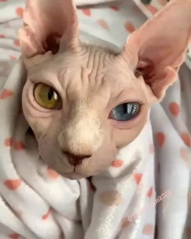 のインスタグラム：「[🔊] Beautiful eyes 😍⠀ ⠀ 📹@thisisrosiekitty⠀ ⠀ #meowed #thisisrosiekitty #sphynx #RosieKitty #soundon #volumeup #🔊」