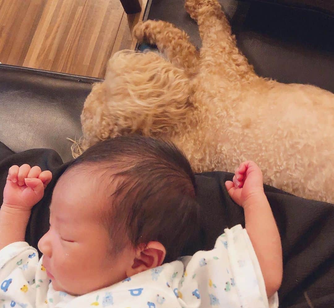 のインスタグラム：「・ 仲良くしてね👶🏼♥️🐶 ・ #息子#愛犬#赤ちゃん#トイプードル #赤ちゃんと犬#新生児#男の子赤ちゃん #１児ママ#ママ#男の子ママ#ママスタ  #関西#和歌山#中尾みほ#mama#love #baby#dog#babyboy#dogstagram」