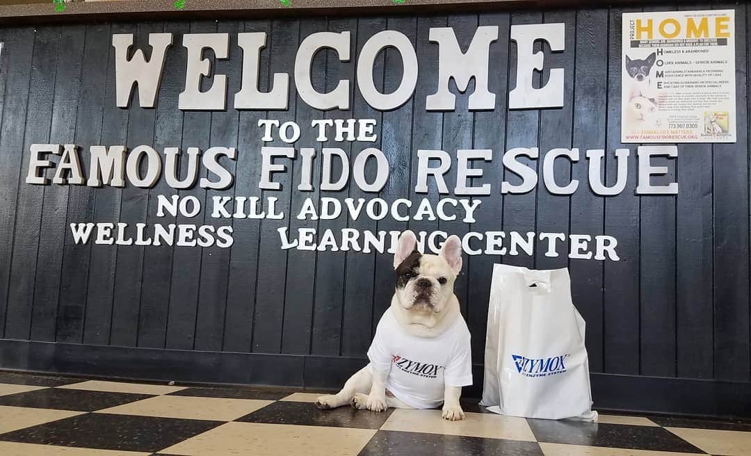 Manny The Frenchieのインスタグラム：「Flashback to one of my rescue visits! Have you checked out my local rescue visits on my IGTV?! Great resource if you're looking to adopt, foster, or volunteer. Special thanks to my pals at @zymox_official for the grooming donations to get my shelter friends ready for adoption!! ♥️ #fbf」