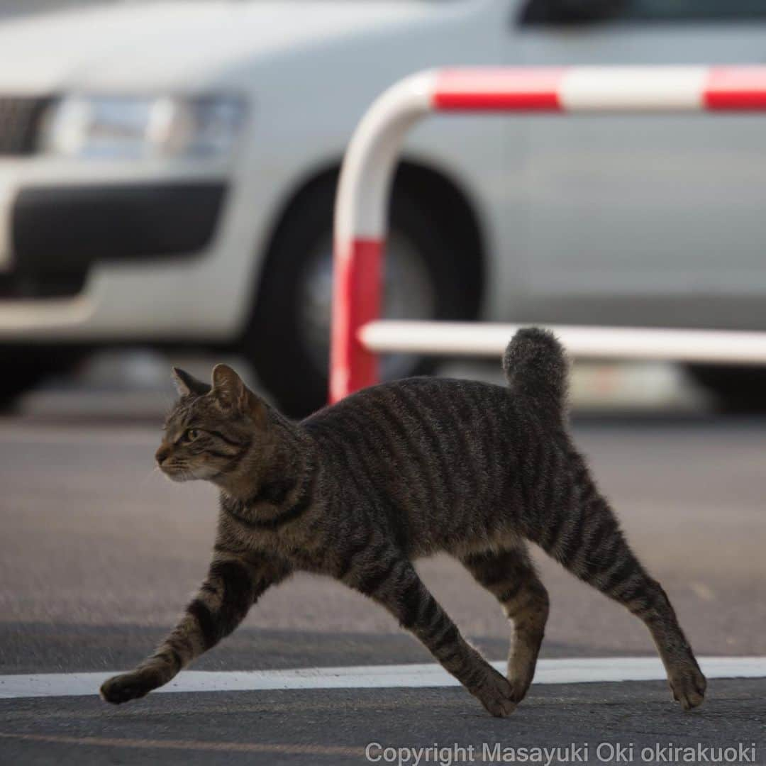 Masayukiさんのインスタグラム写真 - (MasayukiInstagram)「急ぎ足。  #cat #ねこ」8月10日 12時39分 - okirakuoki