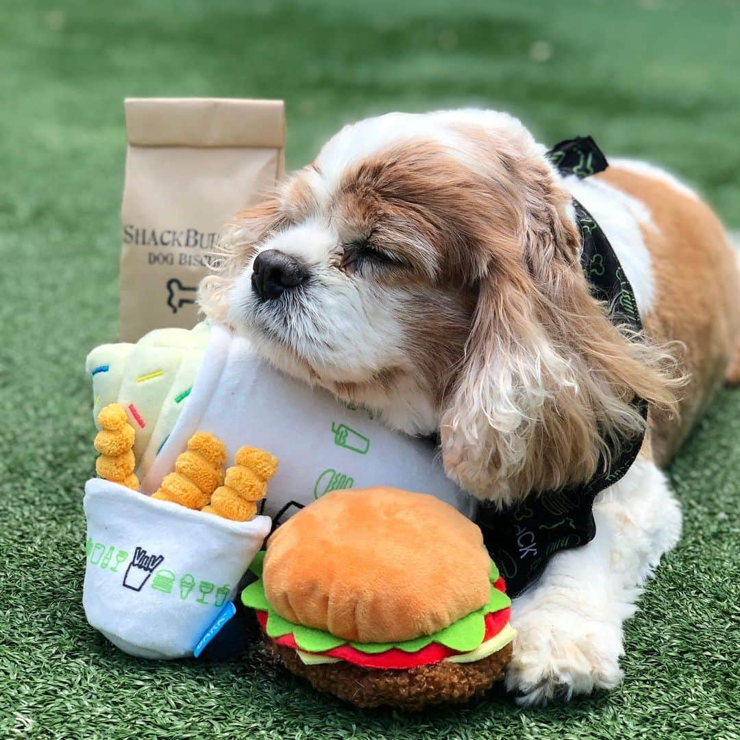 SHAKE SHACKさんのインスタグラム写真 - (SHAKE SHACKInstagram)「Friday afternoon feels. 💤 The dog days of summer are here + through the end of August we’re celebrating our cutest canine fans! If you want a shot at scoring the ultimate Shack bundle for your pup (complete with @boccesbakery ShackBurger biscuits, our Shake Shack x @bark collab toys and an exclusive printed bandana), just:⁣⁣⁣ ⁣⁣⁣ 1. Post an original pic of your pooch at the Shack to your public IG profile⁣⁣⁣ 2. Include the hashtags #DogsOfShack + #Contest⁣⁣⁣ 3. Make sure you’re following @shakeshack⁣⁣⁣ ⁣⁣⁣ We’ll be featuring your submissions on our Story throughout the month + will pick 15 lucky winners on 9/3! 🐶⁣⁣⁣ ⁣⁣⁣ The fine print: No purchase necessary to enter or win. Limit one (1) submission per person. Must be 18 years old or older to enter. Winners will be announced on September 3, 2019. This Contest is no way sponsored, endorsed, affiliated, or associated with Instagram. See Official Rules for more details (linked in bio). #shakeshack」8月10日 7時09分 - shakeshack