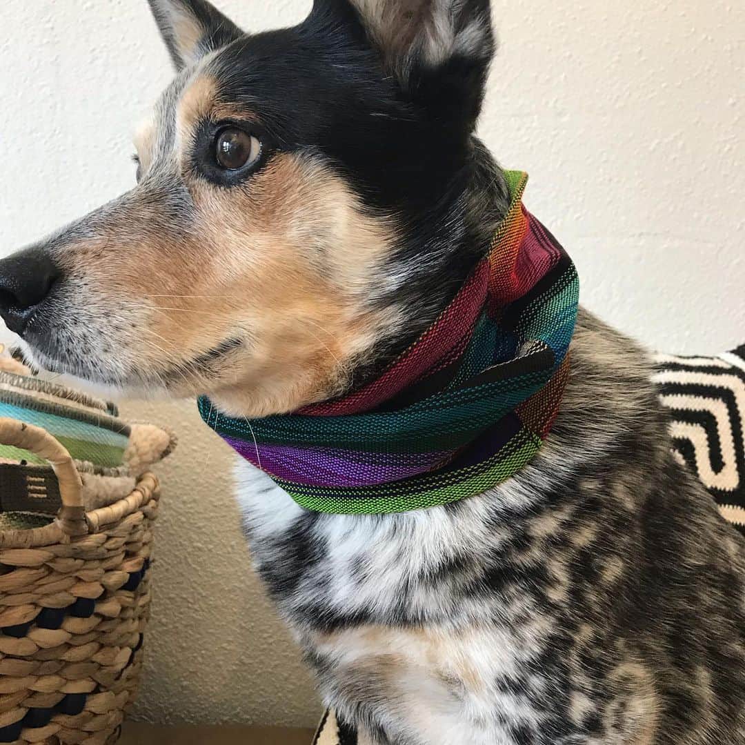 Dogs by Ginaさんのインスタグラム写真 - (Dogs by GinaInstagram)「scARFs from @pacificpaws new in shop! Oly is modeling the Ollie 🖤」8月10日 7時14分 - napanatural.dogco