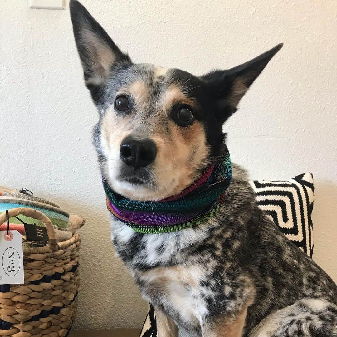 Dogs by Ginaのインスタグラム：「scARFs from @pacificpaws new in shop! Oly is modeling the Ollie 🖤」
