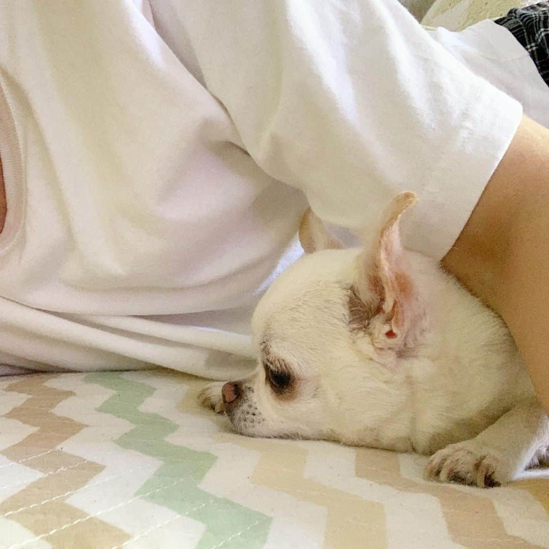 KORIKIのインスタグラム：「おはようございます♪ * #添い寝 #dogofsapporo #dog, #dogs, #dogstagram,#chihuahua,#犬バカ部,#チワワ,#koriki, #hanadog #白スムチ連合会, #スムチー,  #dogofthedayjp, #dogoftheday  #ilovemydog #instadog #instapet #WhiteChihuahua  #吉娃娃 #치와와  #dogsofinstagram #Chihuahualover  #チワワの輪 #barkbox #WhiteChihuahuaParty #もふもふモフモフ」