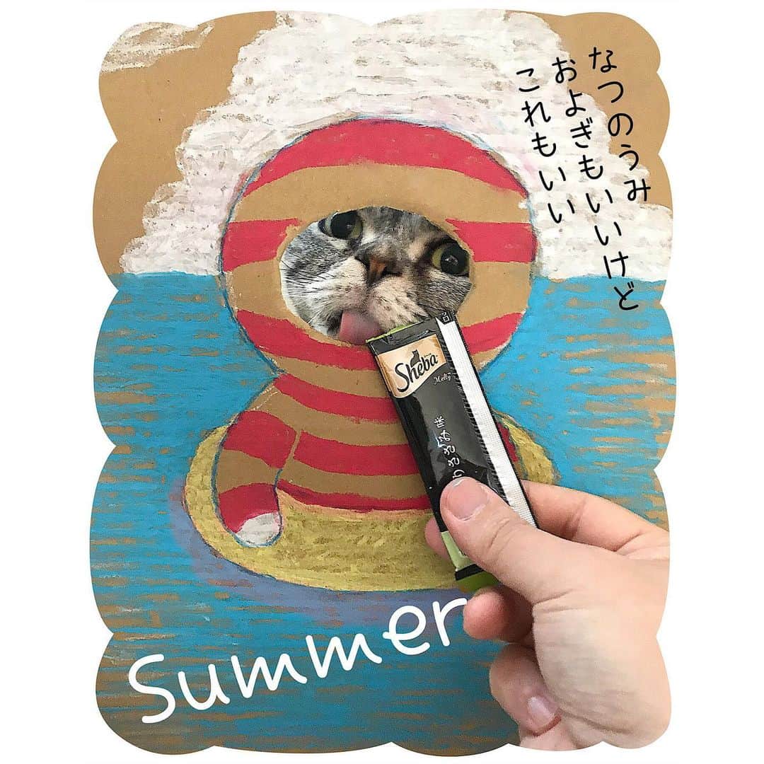 Shishi-maruのインスタグラム：「🐱真夏日は、たくさん遊んで、水分補給もしっかりニャン 🐾🐾🐾🐾🐾🐾🐾🐾🐾🐾 #cat #猫 #ネコ #シーバ #とろーりメルティ #夏 #夏猫 #ちいさな贅沢 #PR」