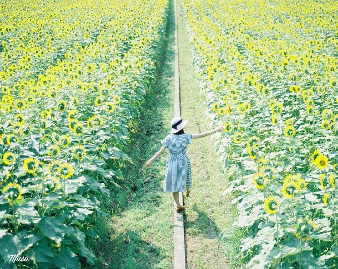Masaさんのインスタグラム写真 - (MasaInstagram)「. . . 初の佐用町でした🌻 来年は一番大きな畑が綺麗な時期に行きたいな〜 . 今日、いい天気なのに暇です。 連絡待ってます😌 . 撮影日 : 2019年8月3日 . #まさ35 #ヤマプリ #35mm #nikonfm2 #instagramjapan #igersjp #tokyocameraclub #art_of_japan_ #photogenic_jp #GPW_members_only #good_portraits_world #film_jp #film #フィルム #film_com #filmcamera #filmphotography #portrait #ポートレート #photogram_archive #todays_blue_collection #pof_ig #hibi_jp #team_jp_ #ひまわり #sunflower #兵庫 #佐用町 #ひまわり畑」8月10日 8時04分 - masa_nikonist