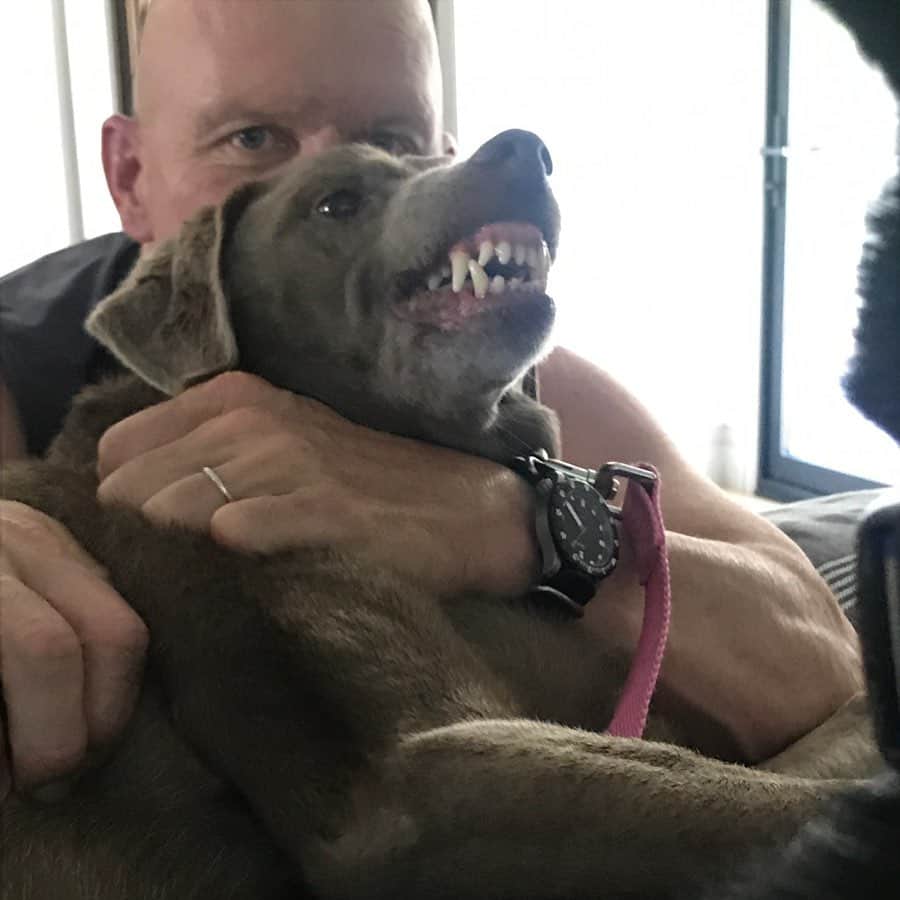 ストーン・コールド・スティーブ・オースチンのインスタグラム：「My bodyguard. Moolah #bewareofdog  #silverlab」