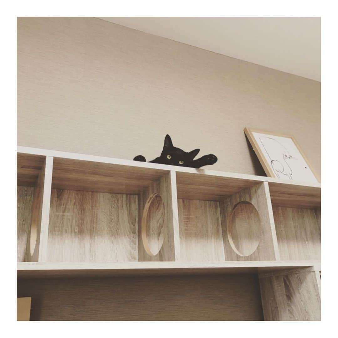 こむぎさんのインスタグラム写真 - (こむぎInstagram)「* 連休いえーーい😸✨ 私は休みとか関係なくやることがあるけれど、オットが連休になるので、ごまちゃんがオットの気持ちを代弁？してくれました😁 遠くから見るとごまちゃんがのりちゃんに見えたり、のりちゃんがごまちゃんに見えたり😅 #黒猫ごま味」8月10日 8時21分 - tomochunba