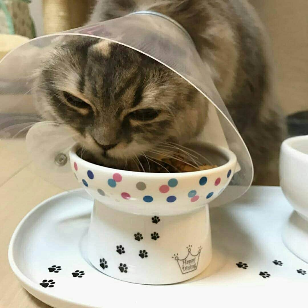 猫壱（ねこいち•ネコイチ）のインスタグラム