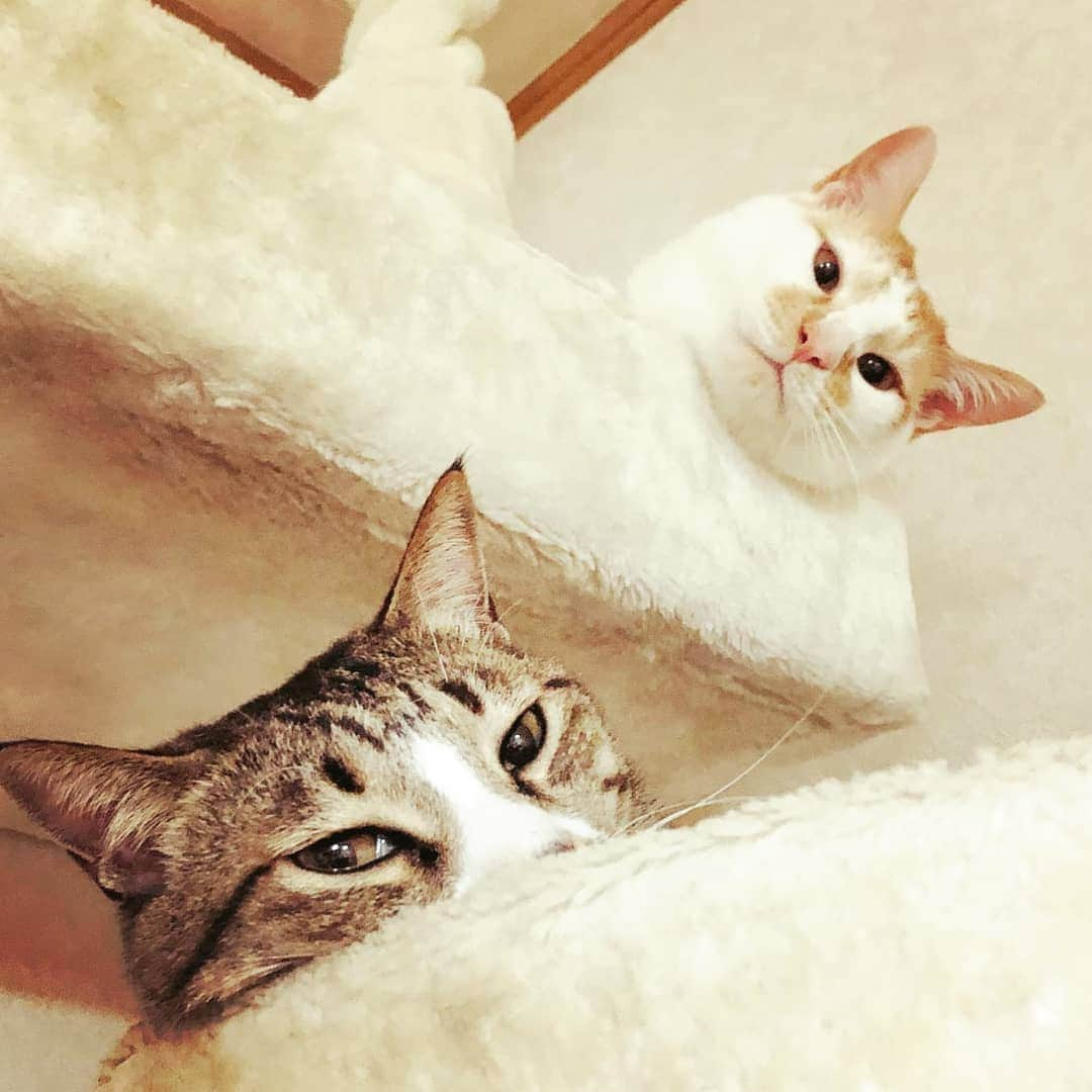 CatStockerさんのインスタグラム写真 - (CatStockerInstagram)「Hello! #catstocker is here!  Follow our FURRriend @ume810  Scroll right for more pictures 👉 . . . . . #cat #neko #mačka #chat #kočka #котка #kotek #kot #кіт #mače #кошка #кот #katze #gato #gatto #kissa #kattunge #猫 #고양이 #貓 #kedi #köttur #kissanpentu #חתול #кішка #kedicik #кошеня #gattino #子猫」8月10日 8時50分 - catstocker