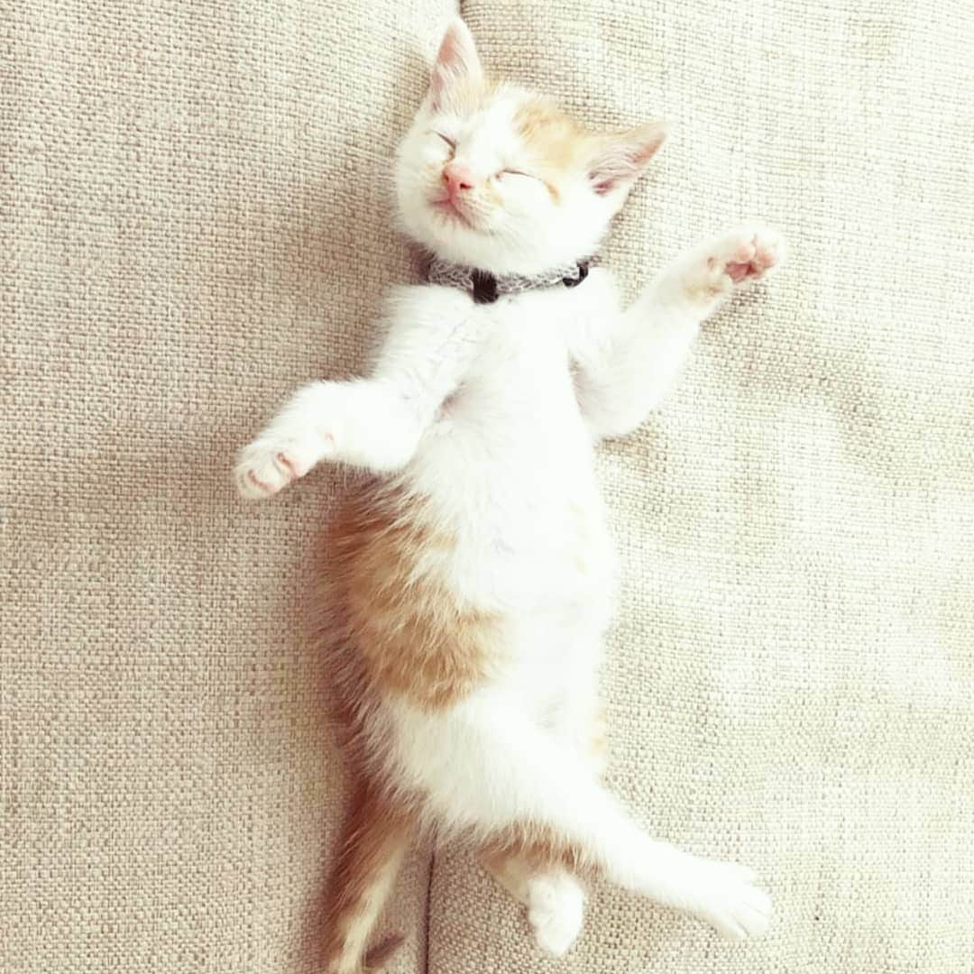 CatStockerのインスタグラム：「Hello! #catstocker is here!  Follow our FURRriend @ume810  Scroll right for more pictures 👉 . . . . . #cat #neko #mačka #chat #kočka #котка #kotek #kot #кіт #mače #кошка #кот #katze #gato #gatto #kissa #kattunge #猫 #고양이 #貓 #kedi #köttur #kissanpentu #חתול #кішка #kedicik #кошеня #gattino #子猫」