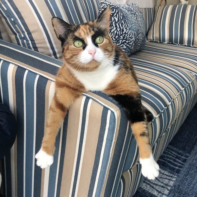 リリーのインスタグラム：「Just hanging out!」