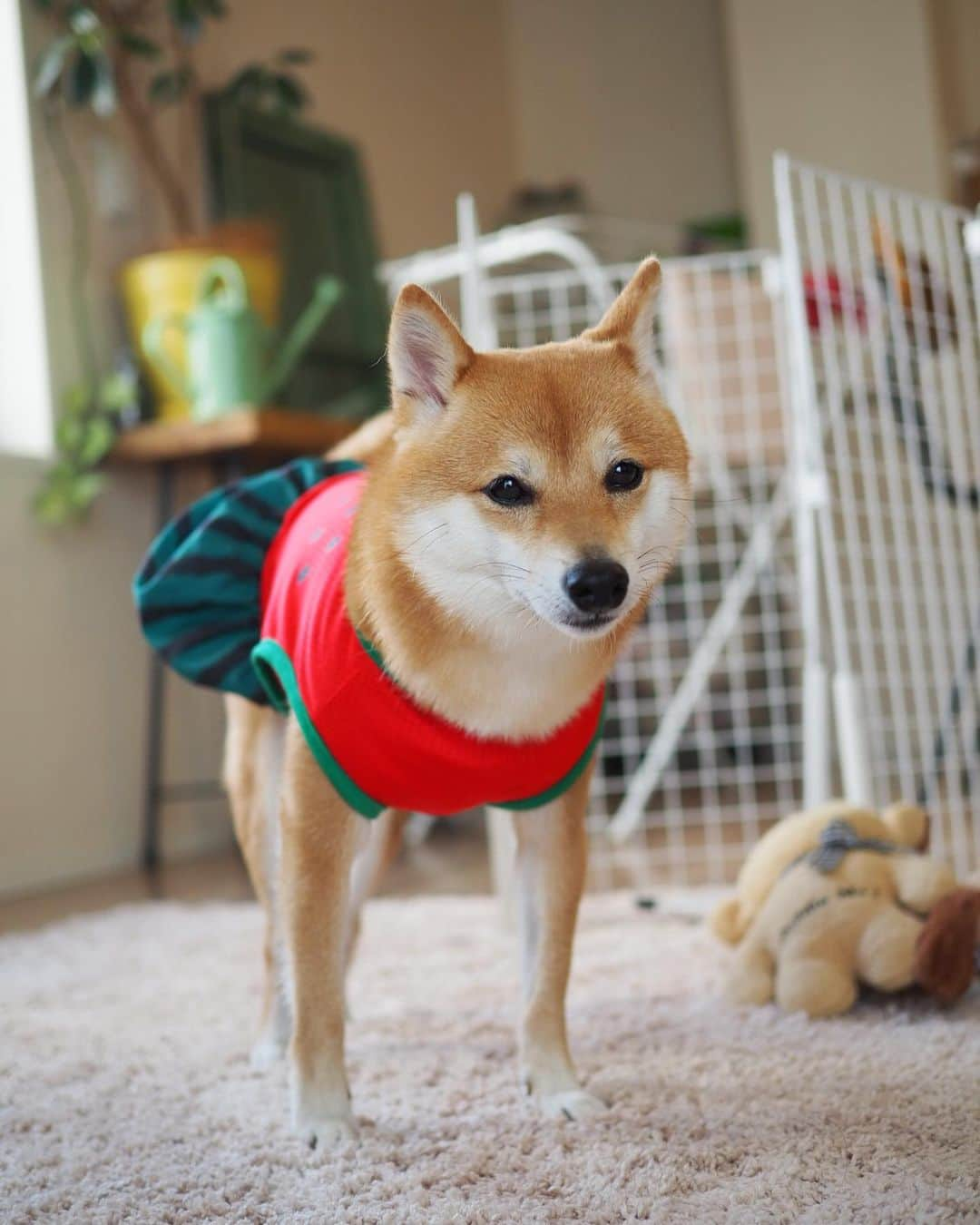 豆柴にこちゃんさんのインスタグラム写真 - (豆柴にこちゃんInstagram)「🐶 おはよー 腰痛のパパが針治療が効いたとかで、 今日も針に行っちゃったから 母娘でお留守番。 暇だから洗濯祭りしよー . #柴犬#豆柴#pecoいぬ部#犬#わんこ#犬#ここ柴部#shibainu#dog#mameshiba#pecotv#dog#いぬのきもち部#しばいぬ#しばけん#こいぬ#シバイヌ#いぬ#イヌ#赤柴#マメシバ#ペット#日本犬#子犬#puppy#doggo#pet#시바견#강아지#개」8月10日 9時20分 - nikochan.mame48