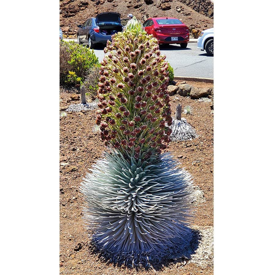 アメリカ大使館さんのインスタグラム写真 - (アメリカ大使館Instagram)「この植物は一体なんでしょうか⁉️ ハワイマウイ島のハレアカラ国立公園🏞(Haleakalā National Park)でしか見る事ができない、『シルバーソード』と呼ばれる植物です。 大変珍しく、絶滅危惧種にも指定されている植物で、触ることすら禁止されている貴重な植物🌱 そんな植物が生息している山頂付近の景色も素晴らしいです。 . #usa #america #hawaii #mauihawaii #haleakala #nationalpark #botanical #crater #precious #plantsofinstagram #studyabroad #アメリカ #留学 #アメリカ生活 #ハワイ #マウイ島 #国立公園 #絶滅危惧種 #生物学 #火山 #クレーター #絶景 #旅行」8月10日 9時26分 - usembassytokyo