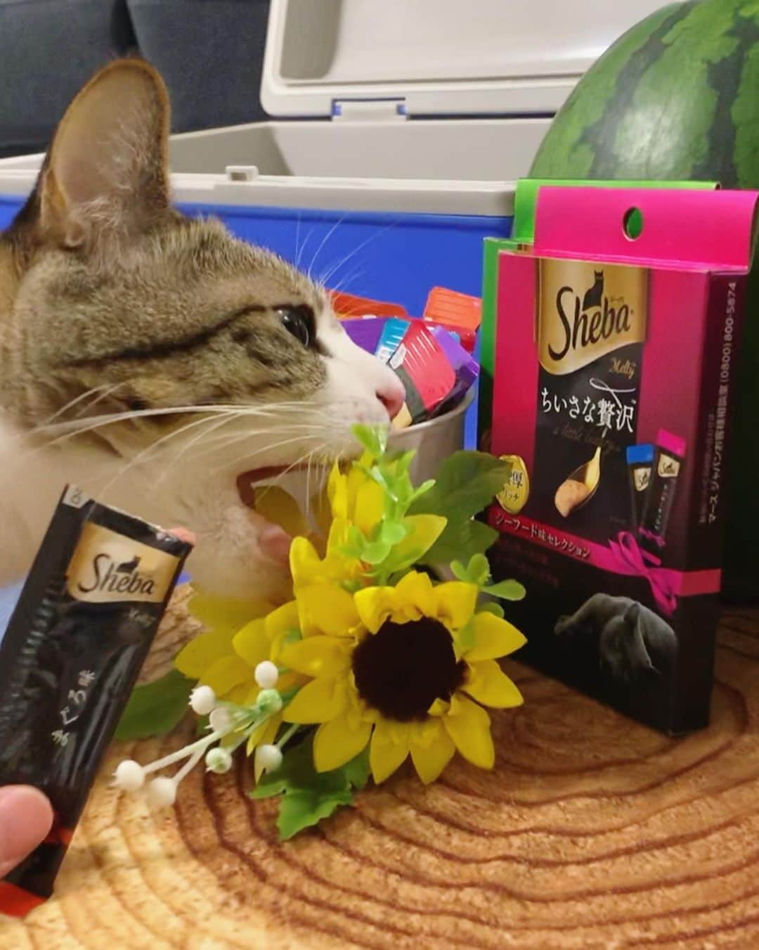 すずめくんさんのインスタグラム写真 - (すずめくんInstagram)「❄️🍧🍉 .  あれあれ？？すーちゃん？(゜＿゜)🌻🌻 食べるとこが違いますよ〜( 。ω 。) .  お盆休みのみんにゃもお仕事のみんにゃもウマウマ食べて暑さに負けず夏をのりきろうニャン☀️🍉🌻 .  おやつ大好き すー でした。 .  #cat #猫 #ネコ #シーバ #とろーりメルティ #夏  #夏猫 #ちいさな贅沢 #PR」8月10日 9時40分 - suzume0513