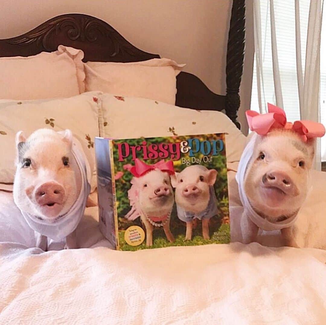 のインスタグラム：「Happy #NationalBookLoversDay! We’re celebrating with our favorite book, #PrissyandPopBigDayOut. Swipe to see Silly Pop reading it. He’s still cramming to get his summer reading done before school starts Monday.🐷🙈#foreverfirstgraders . Well add the link to get our book in our stories for anyone interested.🐷📘#fbf #harperkids #PrissyandPop」