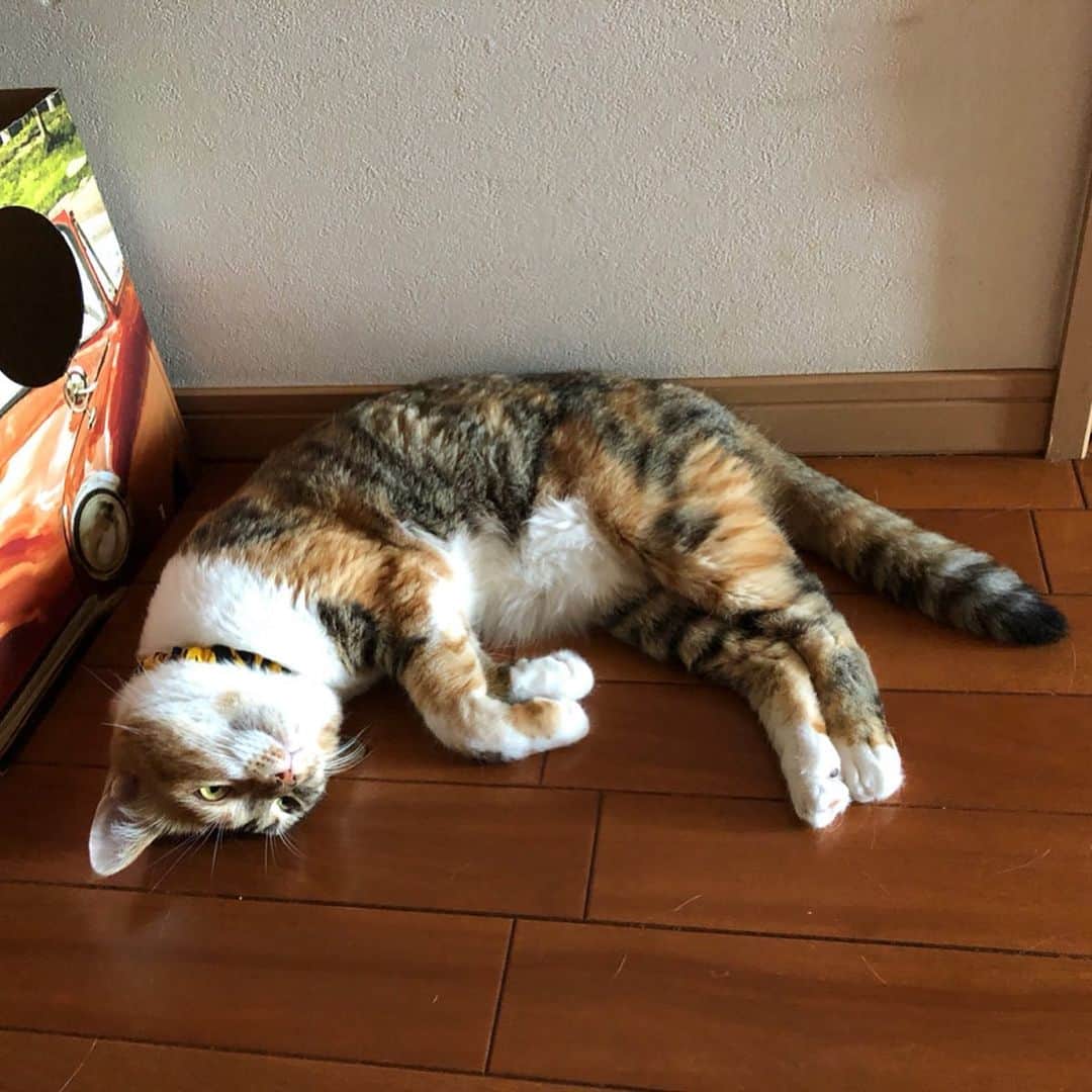 shigureさんのインスタグラム写真 - (shigureInstagram)「. 最近のしぐれの #マイブーム  玄関 あまねは廊下の気持ちよさに気づきました😹 #トラ猫祭  #みんにゃに元気を届け隊  #IGersjp #ねこ部 #関西ねこ部 #ふわもこ部#mofmo#peco#pecon #サンデイ#sippo#朝ワンコ夕ニャンコ #みんねこ#ペコねこ部 #茶トラ男子部#アメリカンカール #三毛猫ガール#三毛猫#rakutenpet#cats_of_Instagram#無敵の親バカ同盟#nyancon01  #wagwagニャンセブン #夏のにゃんこ大作戦」8月10日 9時56分 - shigureamanehaha