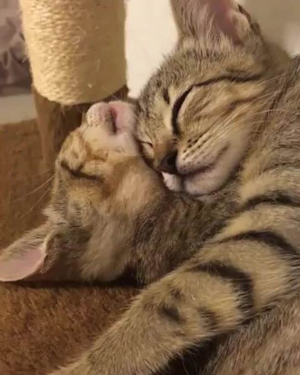 のインスタグラム：「Go hug the one you love now⠀ ⠀ 📹@little.foster.family⠀ ⠀ #meowed #fosteredkitty #adoptdontshop #spayandneuter #pawsitivity」