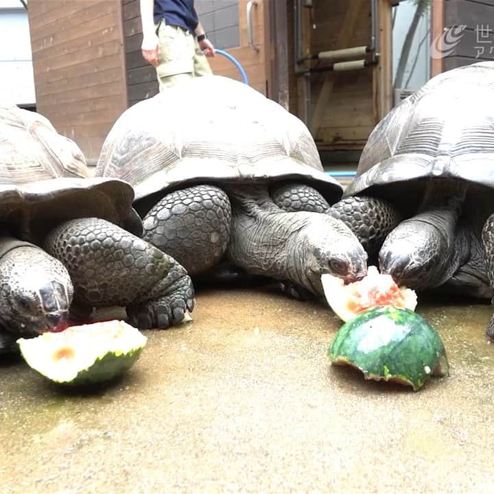 世界淡水魚園水族館 アクア・トト ぎふのインスタグラム：「岐阜の暑い夏！生き物たちにも涼を！カピバラとアルダブラゾウガメにはスイカを、コツメカワウソには氷をプレゼントします。(8/10〜8/18)  スイカにかぶりつくカピバラやゾウガメ、氷と戯れるコツメカワウソのユーモラスな姿をぜひご覧くださいね。 (動画は過去の実施風景です)  https://aquatotto.com/event/schedule/detail.php?p=6386  #アクアトト #アクアトトぎふ #アクアトトは15周年 #アルダブラゾウガメ」