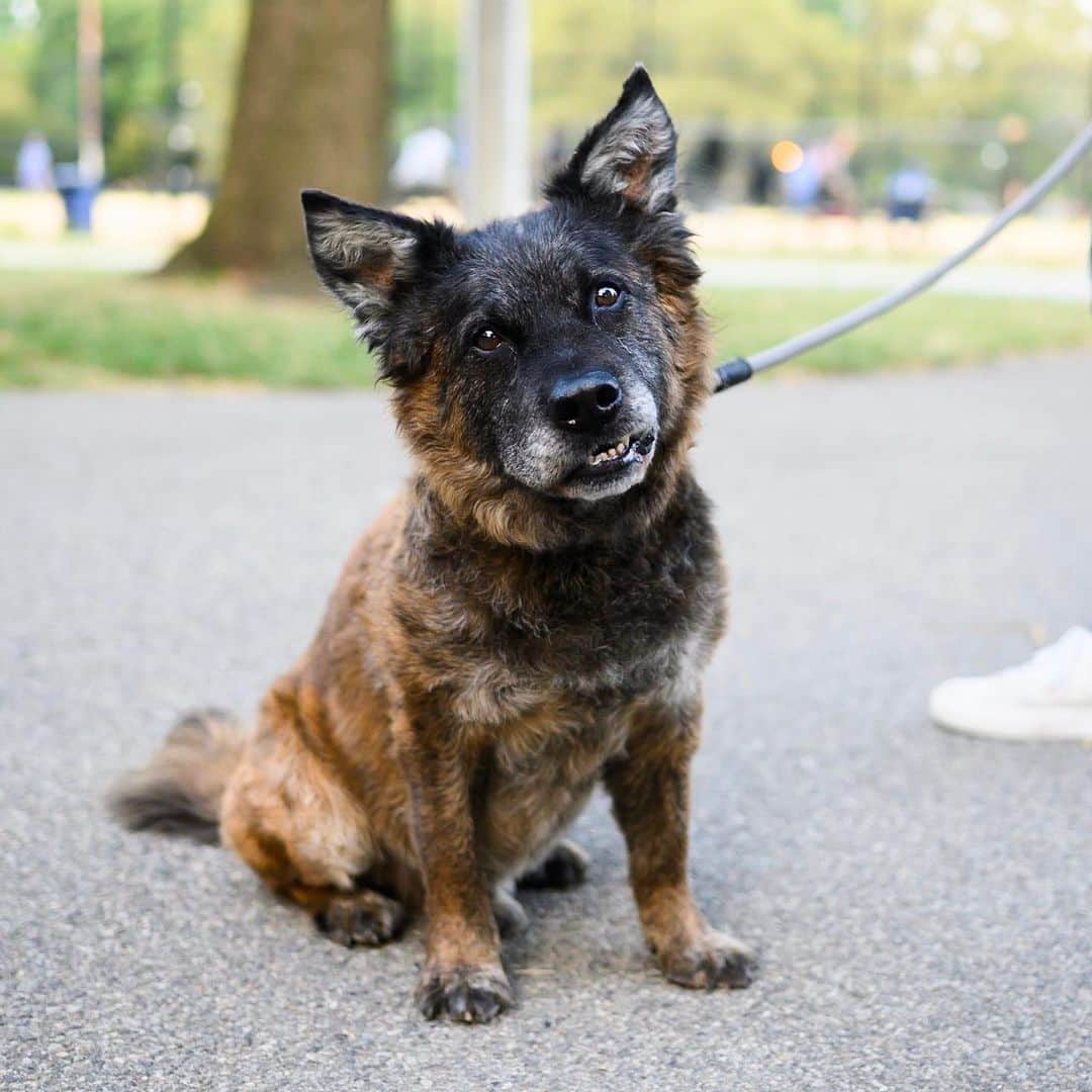 The Dogistさんのインスタグラム写真 - (The DogistInstagram)「Dash, “All the dogs combined” mix (10 y/o), McCarren Park, Brooklyn, NY • “I suspect it was not two purebreds that got together. He loves chasing the hawks around – he stares at the sky and runs after them. We call him the mayor of Williamsburg because he tries to pee on everything.”」8月10日 10時41分 - thedogist