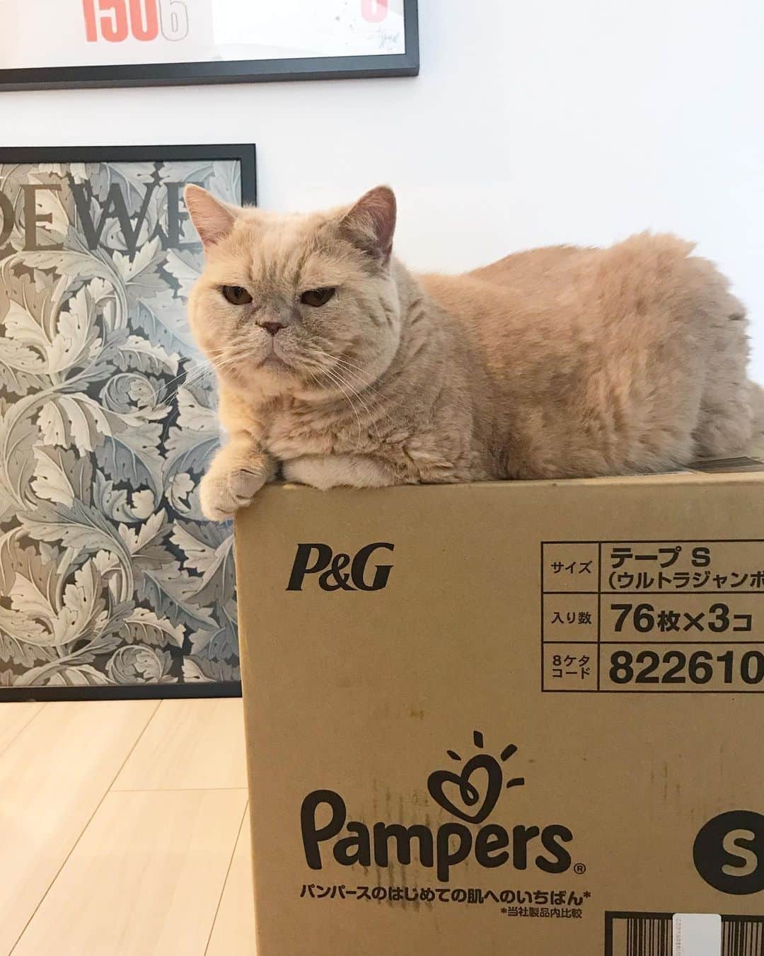 濱中鮎子のインスタグラム：「おにぃ、届いたオムツに鎮座。  土曜の朝は、少しだけゆっくりしてみた。  #cat #ネコ #小心者の親分 #チャイ坊 #チャイ #chai #britishshorthair #ブリティッシュショートヘア #クラッシュフェイス #ぶチャイく #愛の交歓  #おむつサイズ１つおねぇさんになりました」