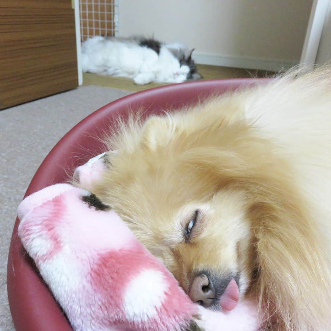Hanaさんのインスタグラム写真 - (HanaInstagram)「ブログ更新しました♪ プロフィールから飛べます🚀 http://kedamakyoudai.blog.jp/ * 天使の寝顔 * 🤫 * * #NorwegianForestCat#Pomeranian#japan#catlover#doglover#dogs#cat#Kawaii#fluffy#pom#fluffydog#catsofinstagram#dogsofinstagram#fluffycat#ノルウェージャンフォレストキャット#ポメラニアン#pecoいぬ部#ペコねこ部#犬と猫#かわいい#cute#cutecat#cutedog#funny#funnydog#funnycat#いぬのきもち#ねこのきもち#犬と猫どっちも飼ってると毎日たのしい」7月17日 18時24分 - mofu2family